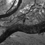 Dawoud-Bey-Branches-Leaves-and-Cabins-From-the-series-In-This-Here-Place-2020