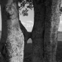 Dawoud-Bey-Conjoined-Trees-and-Field-From-the-series-In-This-Here-Place-2020