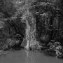 Dawoud-Bey-Swamp-From-the-series-In-This-Here-Place-2020